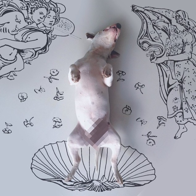 jimmy-choo-bull-terrier-illustrations-rafael-mantesso-12